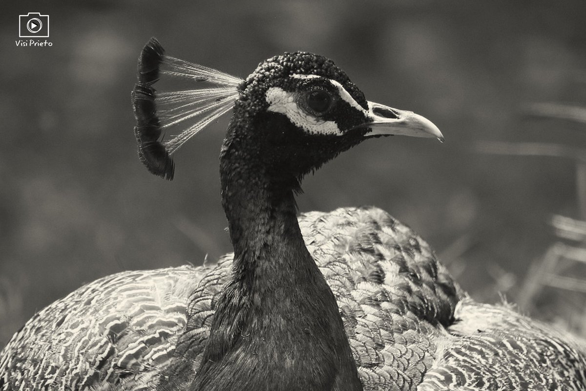 VisiPrieto's tweet photo. 🦃 𝖢𝗈𝗅𝗈𝗎𝗋 🆚 𝖻𝗅𝖺𝖼𝗄 𝖺𝗇𝖽 𝗐𝗁𝗂𝗍𝖾

📸 Las primeras fotos que hice cuando vine a vivir a Madrid 🤭

#photography #photographer #colour #blackandwhite 
#canonespaña #canon6d #exterior #naturaleza #pavoreal #visifotografia #madrid #retiromadrid #ceciliorodríguez https://t.co/vRKRcUyYop