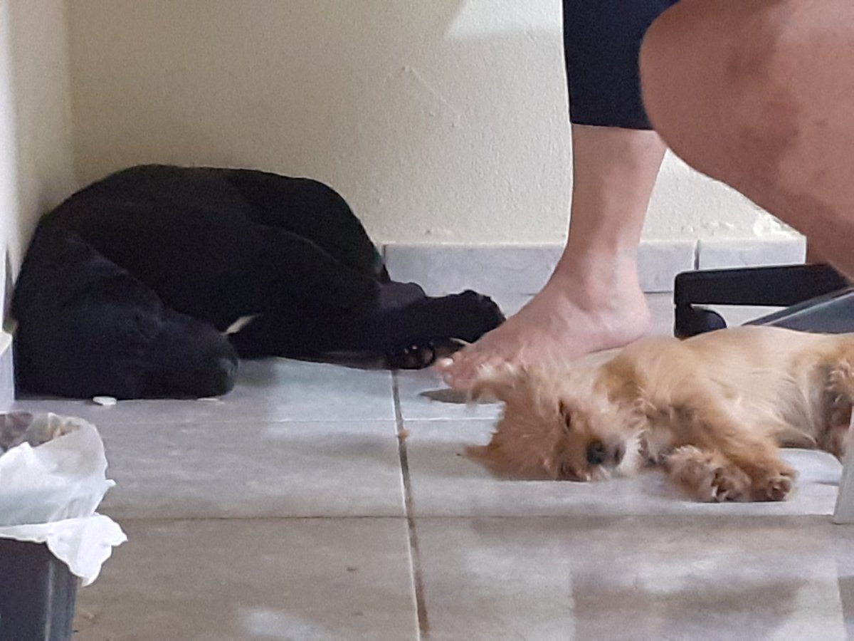 TaitBatata's tweet photo. @pukumma Meus tres bbs kkk https://t.co/SvxRVgzJdy