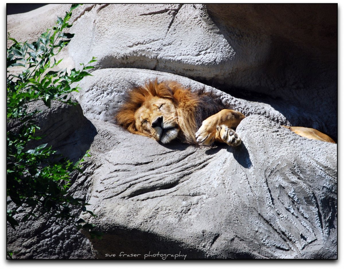лев спит. грустный лев. лев картинки. лев спит. Lion sleeps tonight мультфильм.