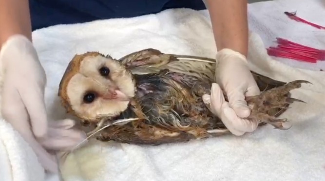 sdhumane's tweet photo. @sdhumane's #ProjectWildlife team is urging the public to stop using glue traps due to the devastating consequences they have for wildlife, and sometimes pets. The medical team at the Pilar & Chuck Bahde Wildlife Center works tirelessly to save animals found stuck in glue traps. https://t.co/tk9pETV2Gt