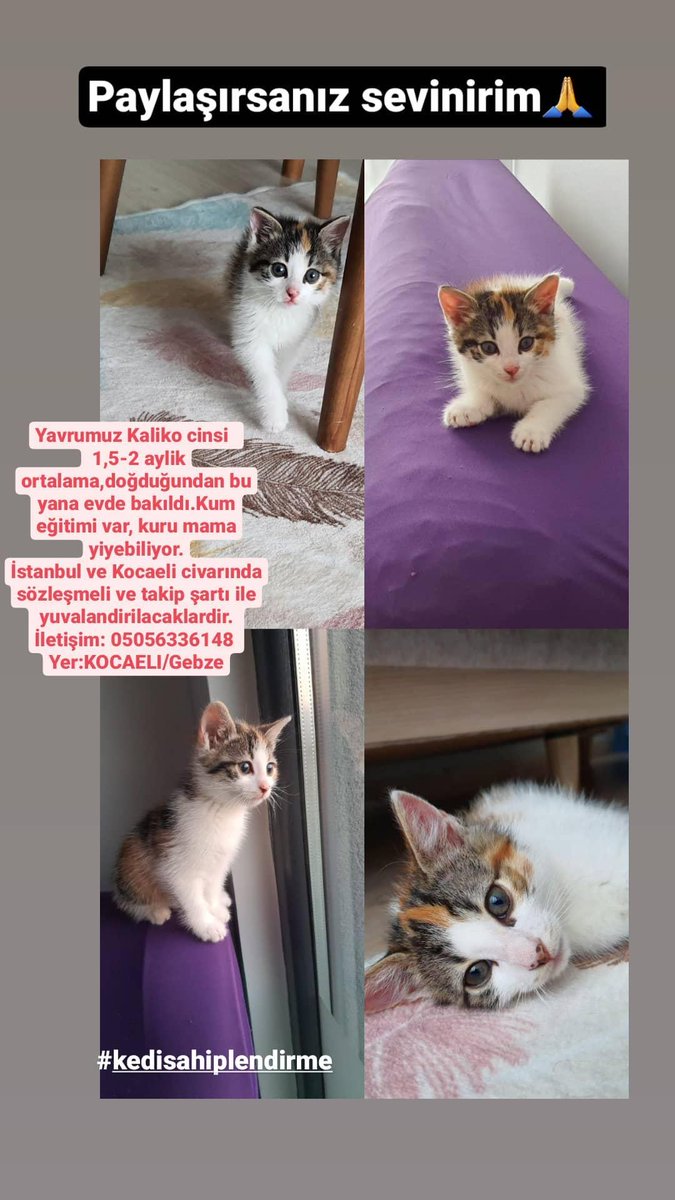 #kedisahiplendirme #yuvaariyor
