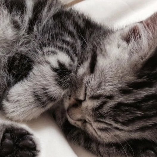 sam winchester as kittens ♡ (@sammyaskittens) on Twitter photo 