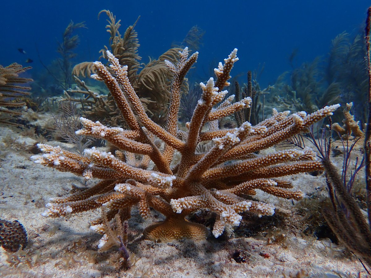 FrostScience's tweet photo. Sea urchins are critical to a healthy reef ecosystem but were nearly wiped out of the Caribbean in the 1980s and have never recovered in Florida.๐ Our hope is that this mission makes a difference in protecting Florida's Coral Reef. โ#100YardsofHope https://t.co/Y0ngkvpWks