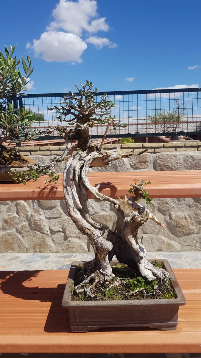 Kaeruen 蛙園 Bonsai (KaeruenBonsai) Twitter