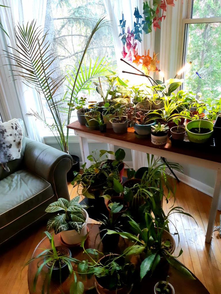 613aileen's tweet photo. @JStanghini @NatashaCoteKhan @steph_percival @thisLeeRose I feel seen. (This is one of two main plant zones) https://t.co/nde1G27Onw