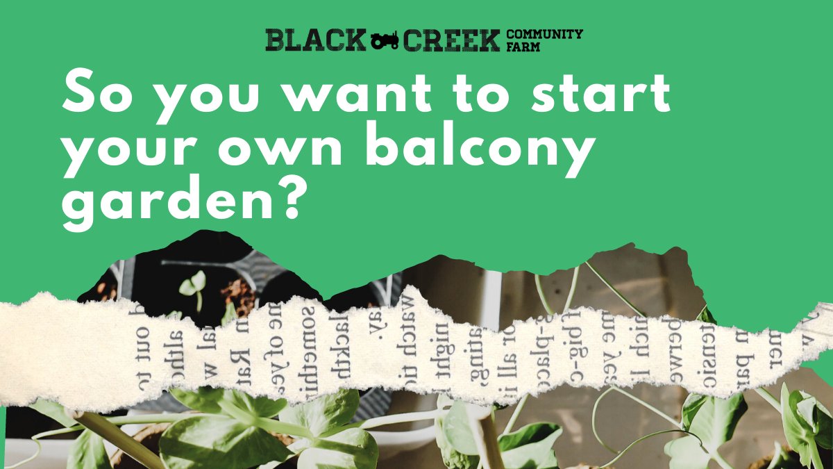 Black Creek Community Farm tweet media