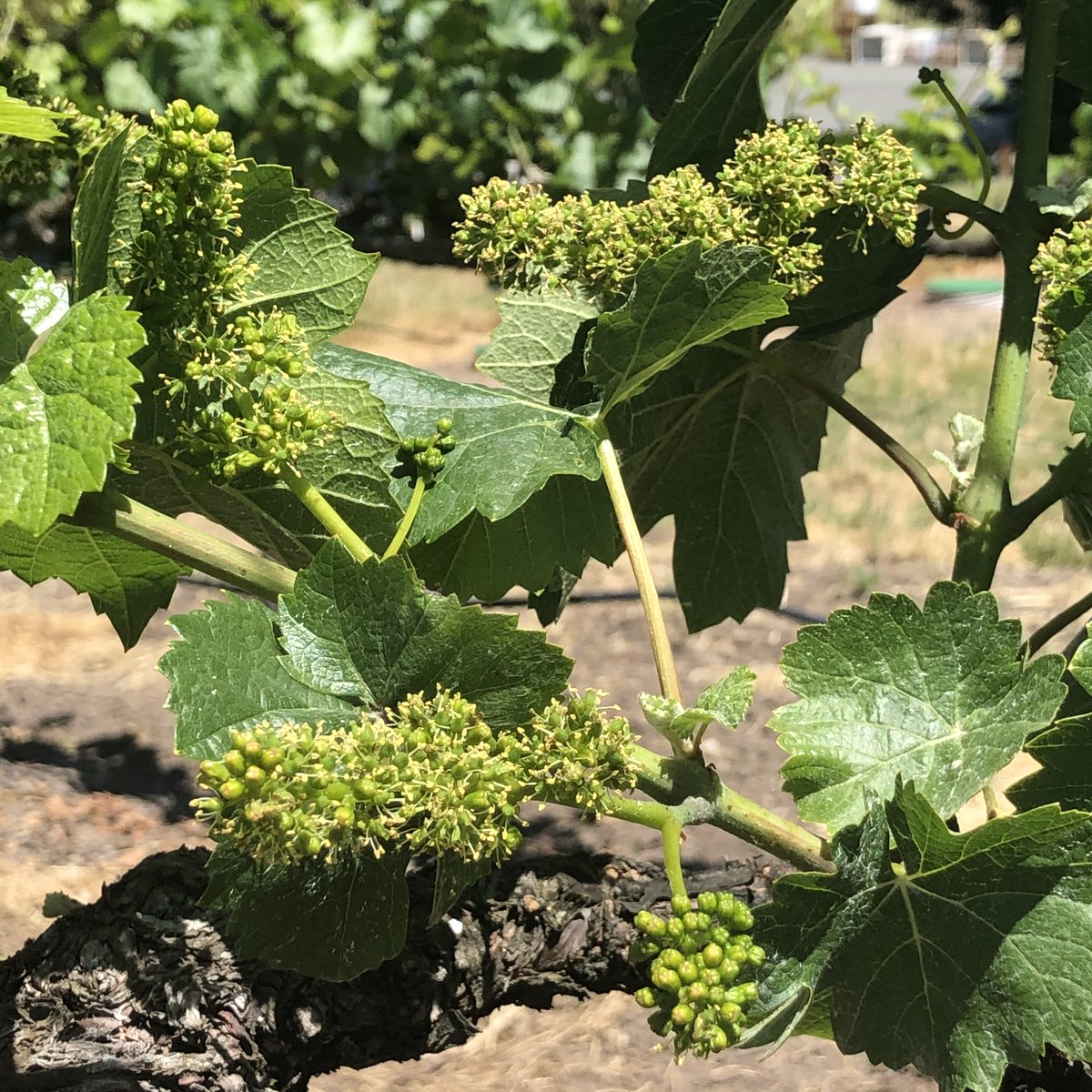 Its high bloom in our RRV #PinotNoir block.  Even nearby one is pleasantly smothered by the ethereal, floral, pungent aroma exuded from the nigh on 100 million flowers in this block alone. Its a mystery why they create this heady perfume- but hurry, the sweetness is fleeting.