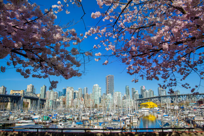 techcouver's tweet photo. Lots of new career opportunities on the Techcouver Job Board this week - check them out!

@terramera @perk_hero @RHINO_VC @nytimes @spocketofficial @getdyspatch @AppNeta @AbCelleraBio 

#bctech #techcouver #Vancouver 

https://t.co/KNmA8FAWTt https://t.co/k7amrI6T7O