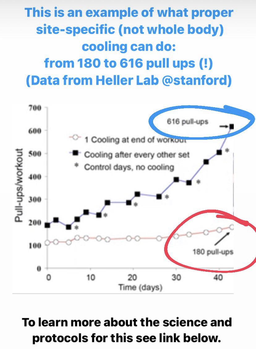 Why Andrew Huberman Is Dead Wrong About Indonesian Tongkat
