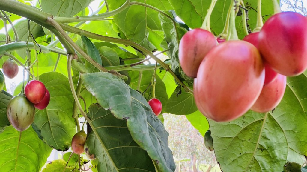 unitedfreshnz's tweet photo. We’ve been eagerly watching these ripen on our neighbour’s tree. Love #NZtamarillo season. And nice neighbours❣️#5adaynz #treetomatoes https://t.co/KkqdqfvFep
