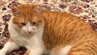 Lost Cat alert in MOUNTAIN LAKES, NJ. Lost Orange/White American Shorthair w/ clipped ear on 8/26/2018. Very skittish &amp; used to be feral, so may appear feral, joined a colony, or traveled far. Any info call 201-841-4917 or go to lostmykitty.com/details.cfm?pe…