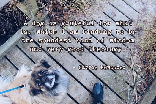 YourServiceDog's tweet photo. A dog is grateful for what is, which I am finding to be the soundest kind of wisdom and very good theology.
—Carrie Newcomer
#YSDIdogs #SullivanMethod
https://t.co/vtBUJWaahA https://t.co/vLg3wI6nb3