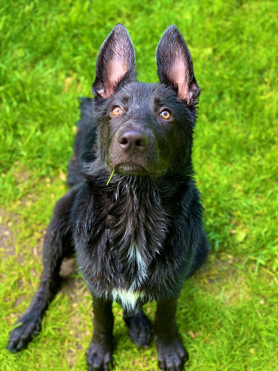 BriiNWilliams's tweet photo. the goodest boy https://t.co/mk3czE4p4d