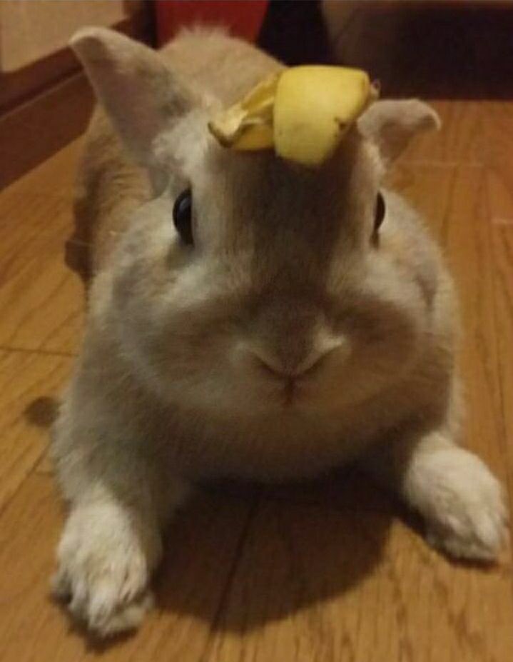 uchduni41's tweet photo. #NewAccount #test#そんなバナナ#取り敢えずスタンバイ https://t.co/XolZaGtXmR