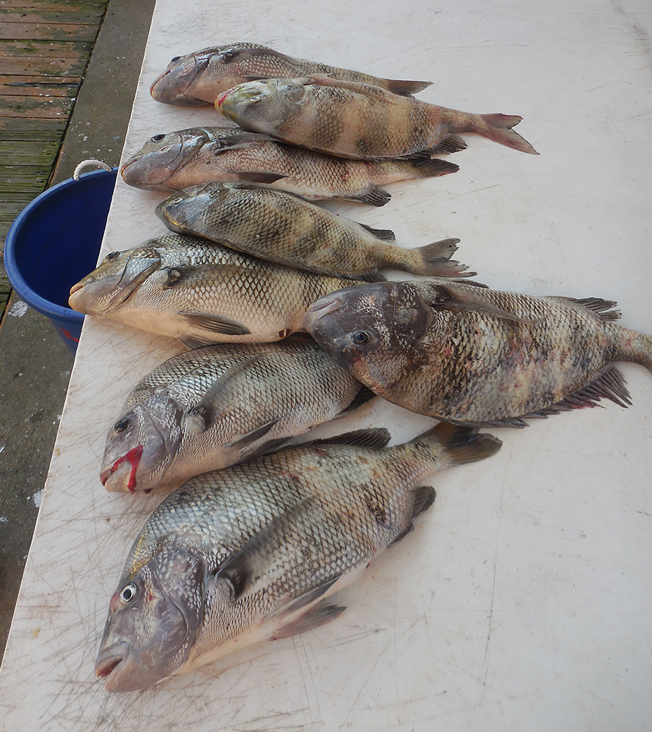 ReelSurprise's tweet photo. #sheepshead all lined up. How did you spend your Tuesday? #reserveyourcharter #orangebeachfishing #orangebeachcharters #OrangeBeachFish #shareyourfishingphotos #reelsurprisecharters #customizedcharters #familyfishing https://t.co/gSlJgTZ8tG