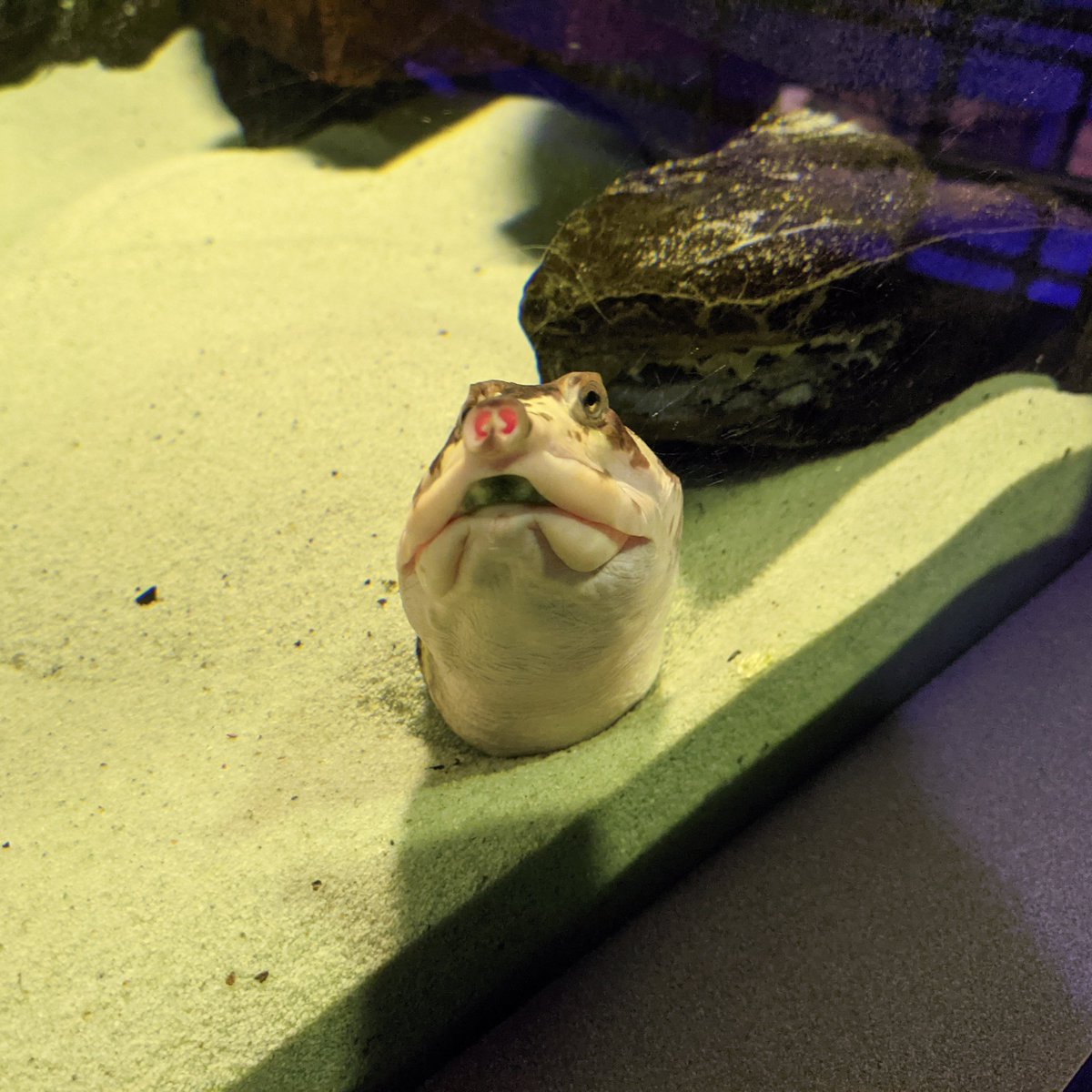 AqNiagara's tweet photo. Anyone else feeling a bit buried this week? (And it's only Tuesday!)
#sadie #floridasoftshellturtle #softshellturtle #snorklenose #turtle #turtletuesday #tuesdaymood https://t.co/ejZ2hOwSVo
