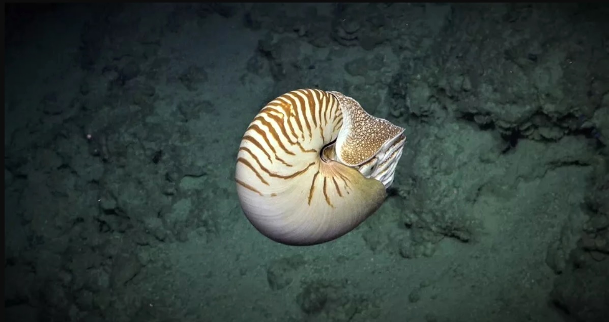 Nautilus - Ashmore Reef Marine Park, Australia, guiasp24h.com.br/palacete-na-av… #Nautilus #cephalopod #mollusc #Australia #marinelife #AshmoreReef