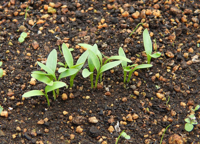 かえるの奏者 コリアンダーが発芽しました 発芽しにくいと聞いていたのでちょっと一箇所に多くまき過ぎました 最近スパイスから作るインド風チキンカレーを料理のレパートリーに入れたので パクチーとして食べるより 種を取ってスパイスにする事を考え