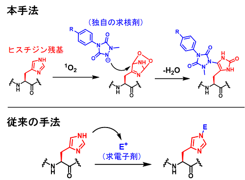 東北大学 على تويتر ナノ空間で制御可能なヒスチジン残基化学修飾を開発 タンパク質研究の新しい化学ツール 内容はコチラのurlから Https T Co Trzcrel7o2 ツール タンパク質 修飾 東北大学 大学 研究成果