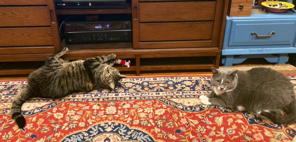 my two cats sitting near each other because they are best friends