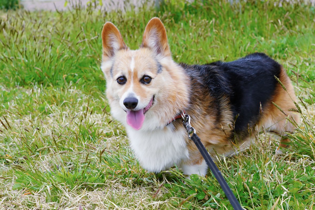 Corgi 大好き D5de55 Twitter