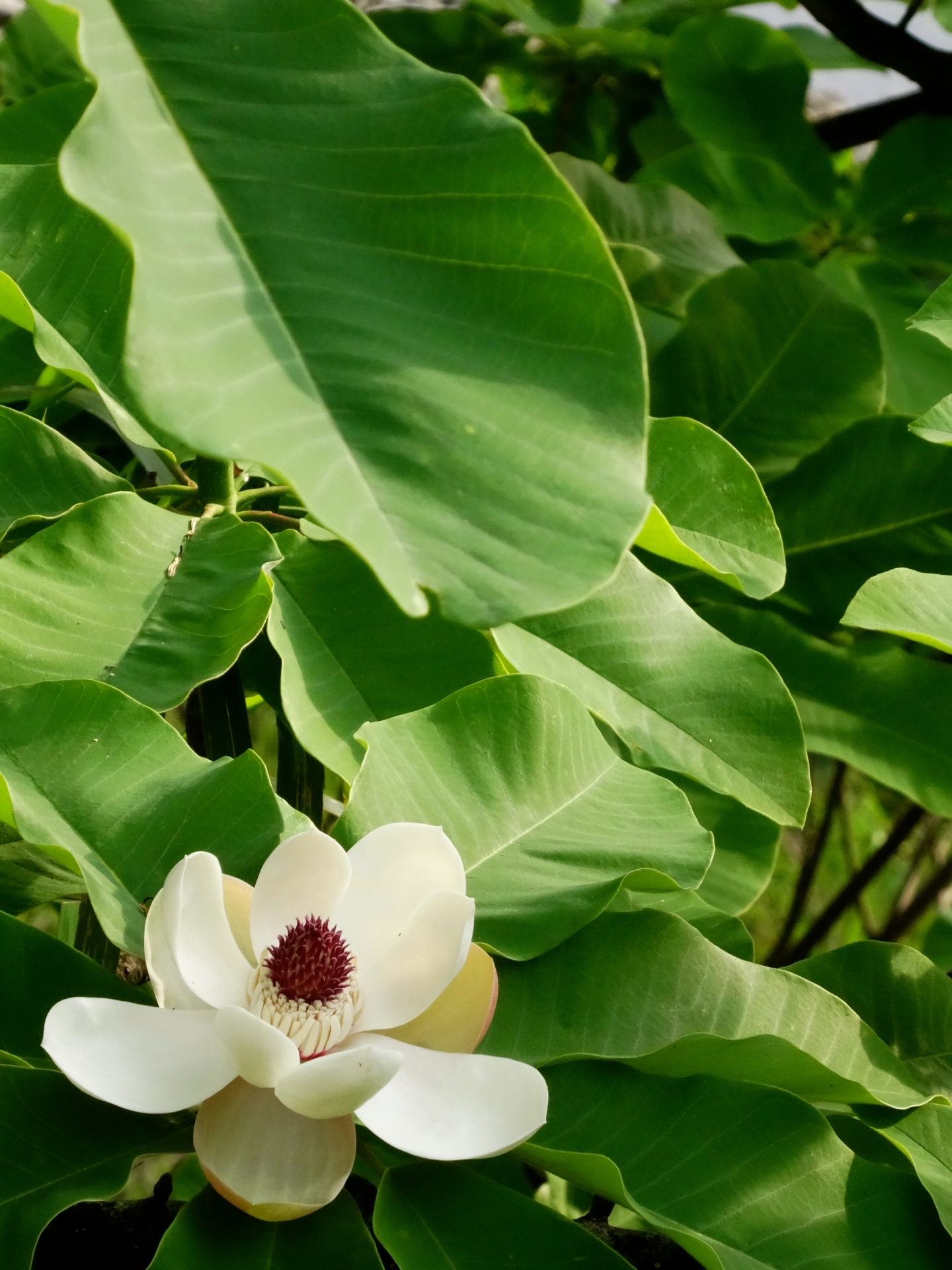 朴の花 Twitter Search Twitter