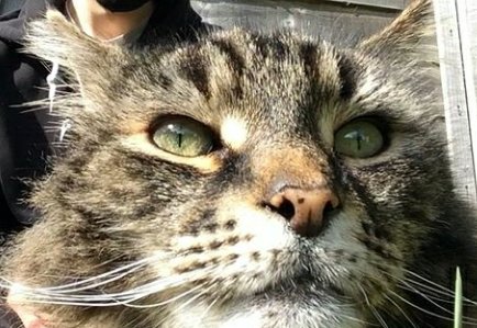ChubbzUncle's tweet photo. a CAT give me LIKES! #cat #kitten #cats #CatsOfTwitter #kitkat #catkitten #aCATgivemeLIKES #NOTadog #ITISacat #catpic #catpicture #catphotograph #cattweet #catinphoto #okayyeahitsacat #CATCAT #Catcoin #INVESTinmycat https://t.co/xlOix62rhu