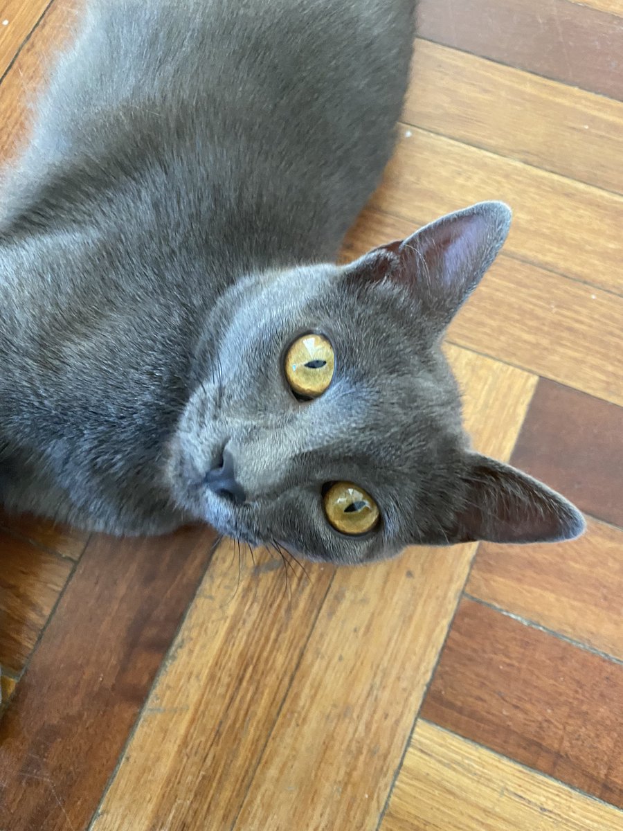 VickyEizmendi's tweet photo. Hoy salió mi gatita de casa y nunca volvió. Zona Colón, lanus y calderón de la barca. Es chiquita y debe de estar asustada porque nunca sale. Es gris, con ojos amarillos y no tiene collar. Cualquier cosa comunicarse al 091253635 o al 098889173. Gracias! 🥺🧡 https://t.co/fd9uBYaJse
