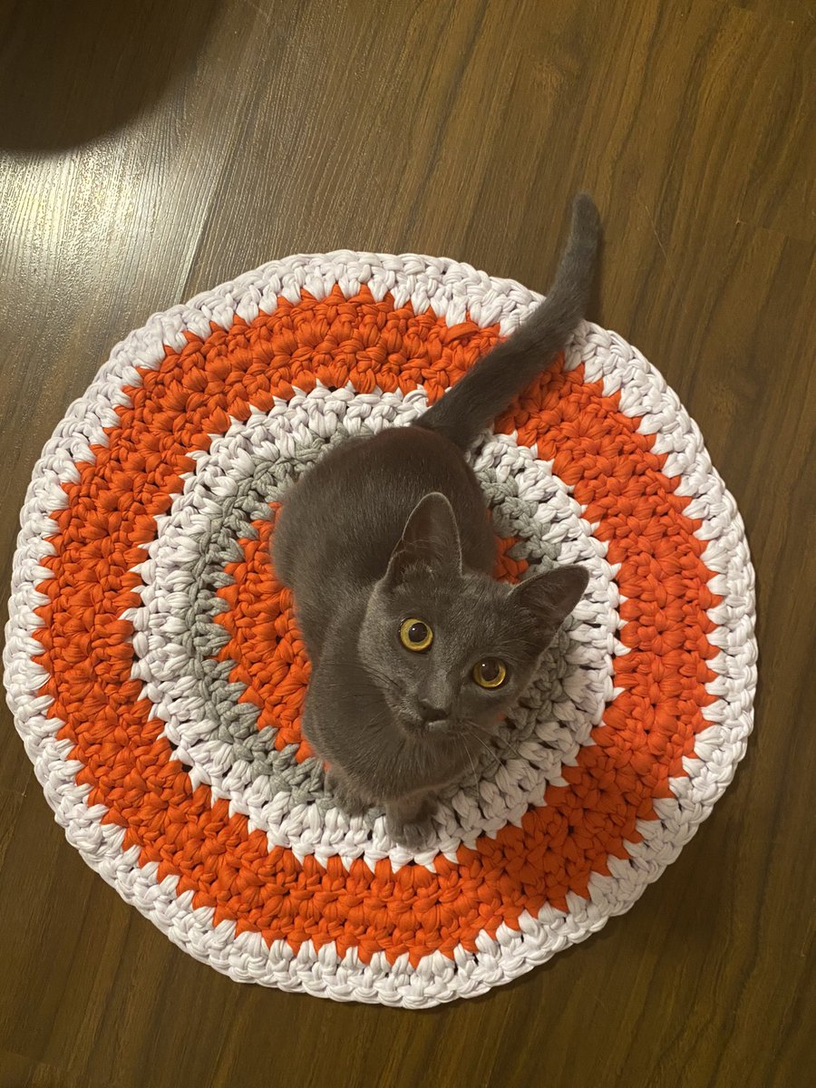 VickyEizmendi's tweet photo. Hoy salió mi gatita de casa y nunca volvió. Zona Colón, lanus y calderón de la barca. Es chiquita y debe de estar asustada porque nunca sale. Es gris, con ojos amarillos y no tiene collar. Cualquier cosa comunicarse al 091253635 o al 098889173. Gracias! 🥺🧡 https://t.co/fd9uBYaJse