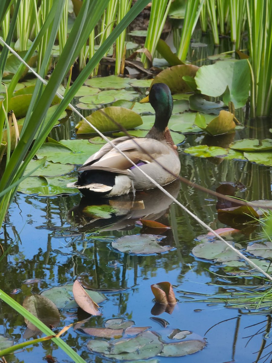 mbernsteinELA's tweet image. Just another reason I adore my school.
#duckies #springmaybe 
💚🦆☀️🌷?