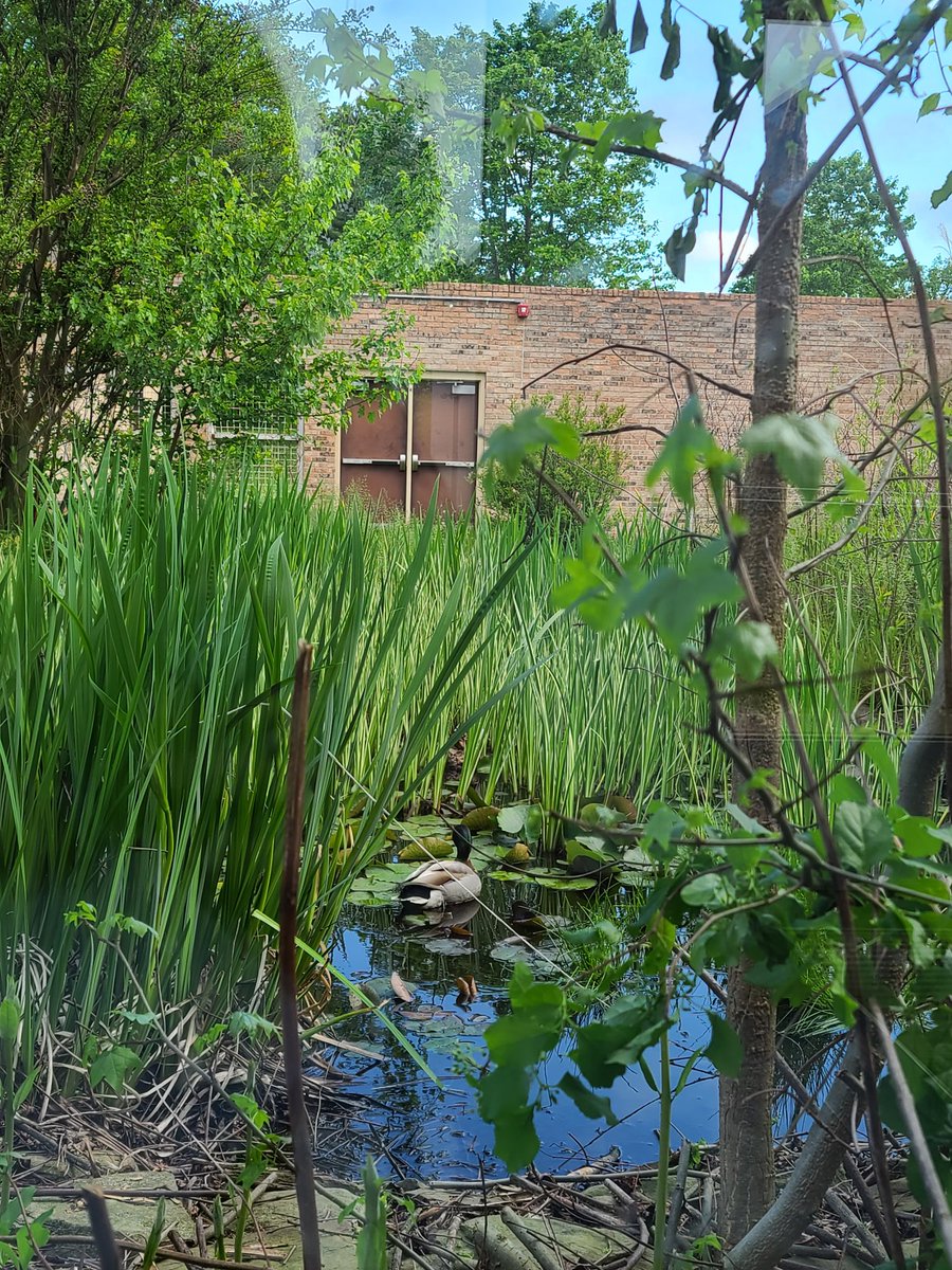 mbernsteinELA's tweet image. Just another reason I adore my school.
#duckies #springmaybe 
💚🦆☀️🌷?