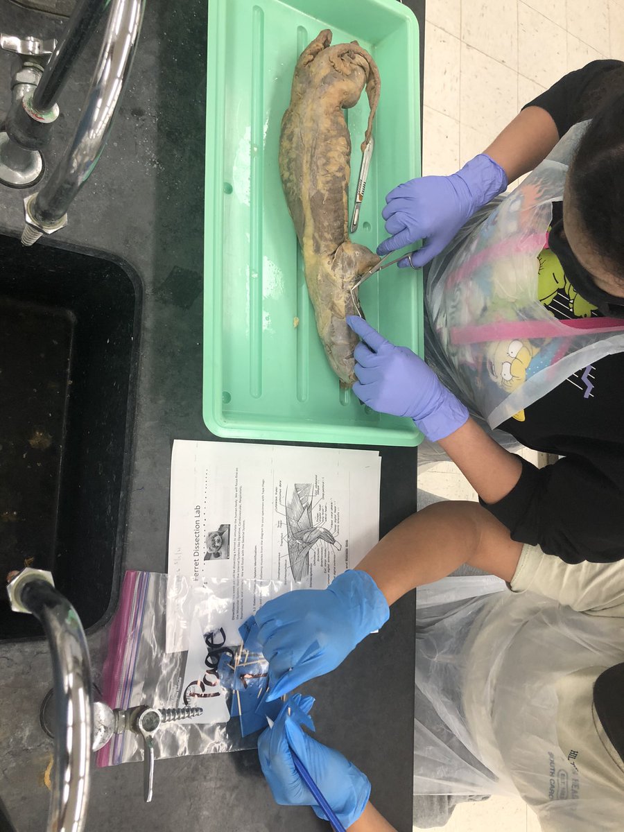 Anatomy Students get to “show what they know” with a Ferret Dissection this week!