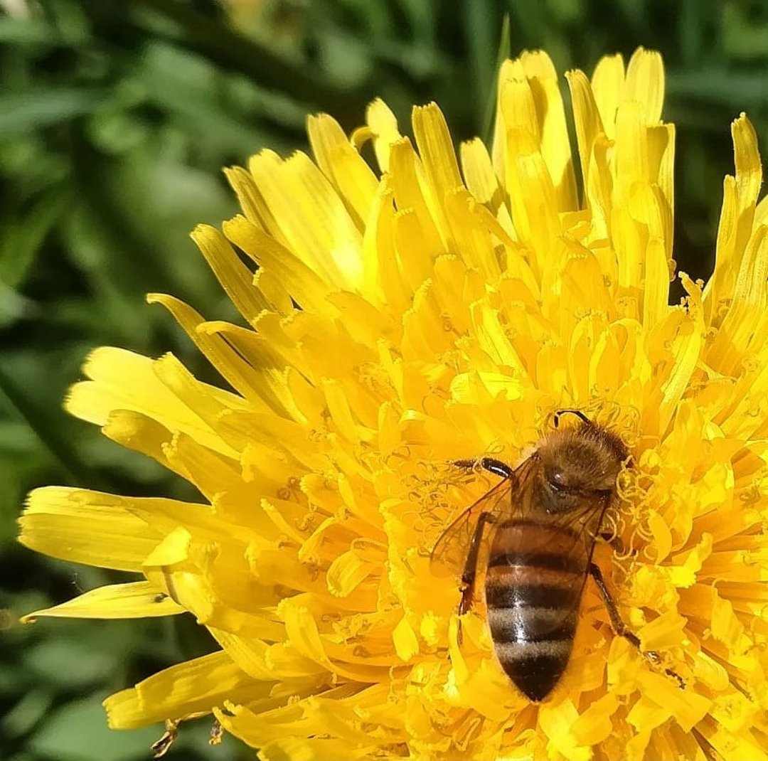 Frasia24409058's tweet photo. Letting the grass grow means hundreds of beautiful spontaneous flowers for the joy of the eyes, plus plenty of bounty for our friends #impollinators! Let's keep some #wilderness in our #gardens!
#savethebees #sustainability #doyourpart #gardening #salviamoleapi https://t.co/uymDhG7bOc