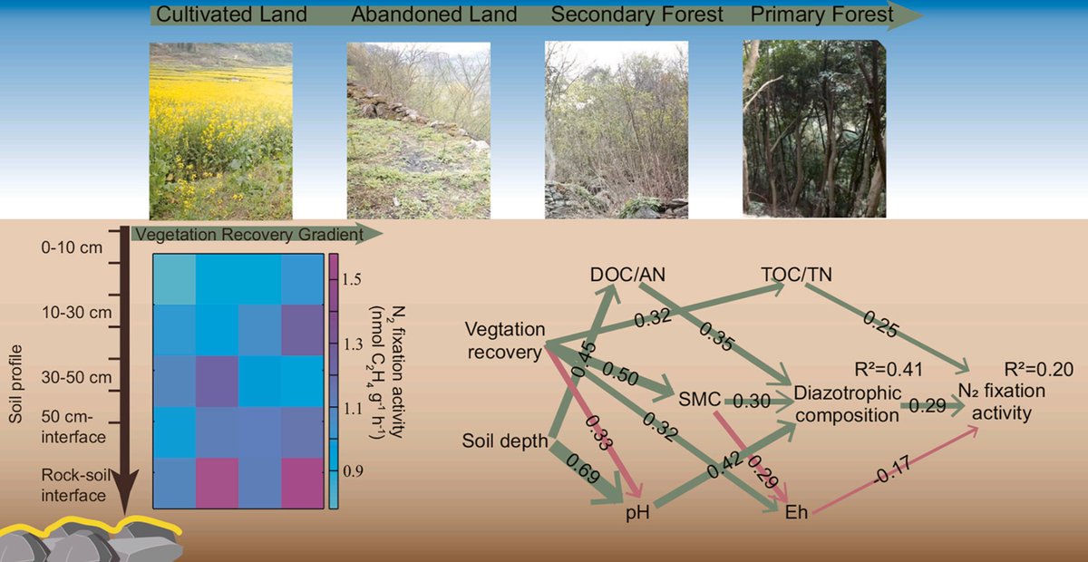 New in @SoilBiolBiochem 
Free-living #N2fixation at rock-soil #interfaces during #vegetation #recovery in #karst #soils
doi.org/10.1016/j.soil…

Free share (50 days) link: authors.elsevier.com/c/1d2xT8g13Q09s