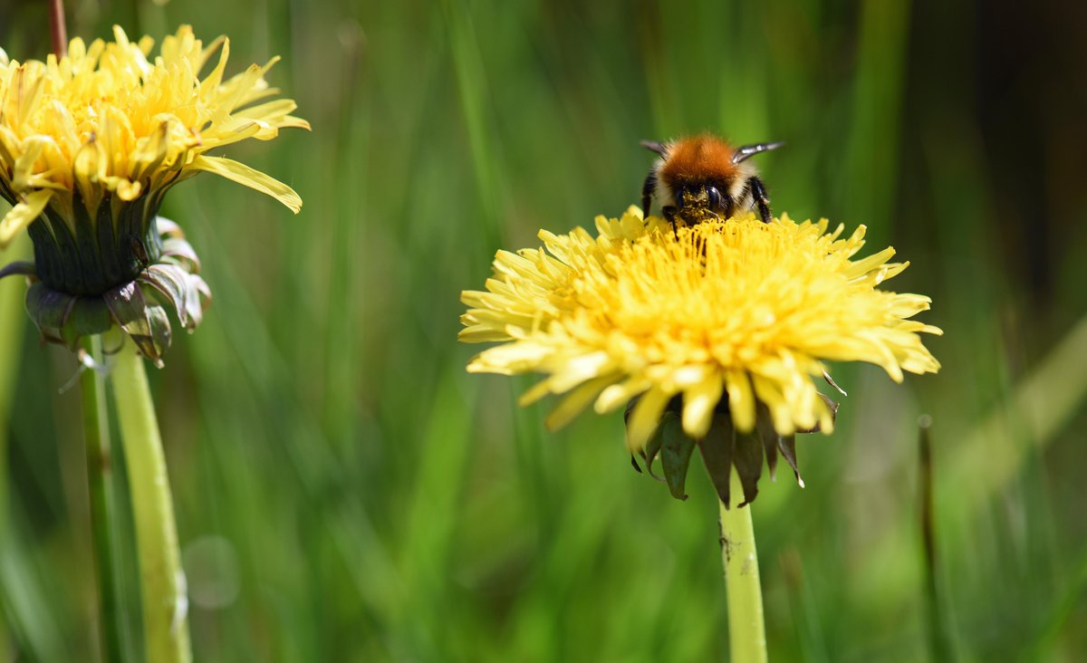 Carder Bumble Bee on The Bee Sanctuary of Ireland today.
#bumblebee
#commoncarder
#dandelions
#wicklow
#bigNature