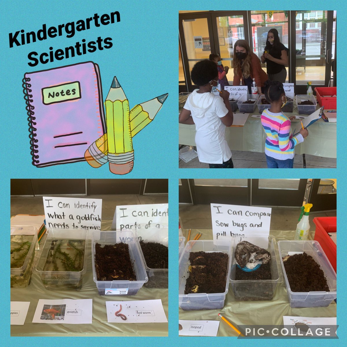 Our amazing <a href="/PAES231/">parkaveschool</a> Kindergarten team gave their students an opportunity to come observe and take notes about some of the living things they are studying for Science! #goodtogreat <a href="/ops_district/">Orange Public Schools</a> <a href="/Gerald_Fitzhugh/">Gerald Fitzhugh II, Ed.D. 👌🏾♦️👌🏾♦️KAY</a> @MrsPereira121 <a href="/MsFaria_orange/">Ms. Faria</a>