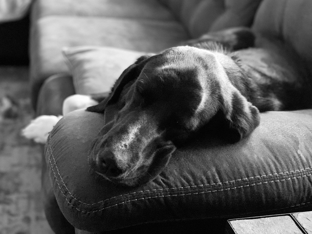 ZoeDex1's tweet photo. @CuteOverload Zoe is tired https://t.co/DLh8X8kB5m