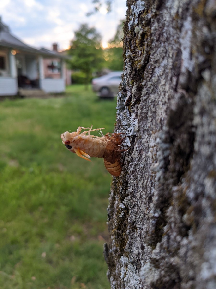 TobinPoetry's tweet photo. It begins. The 17-year cicadas have arrived. https://t.co/Mn6BVg9nV3