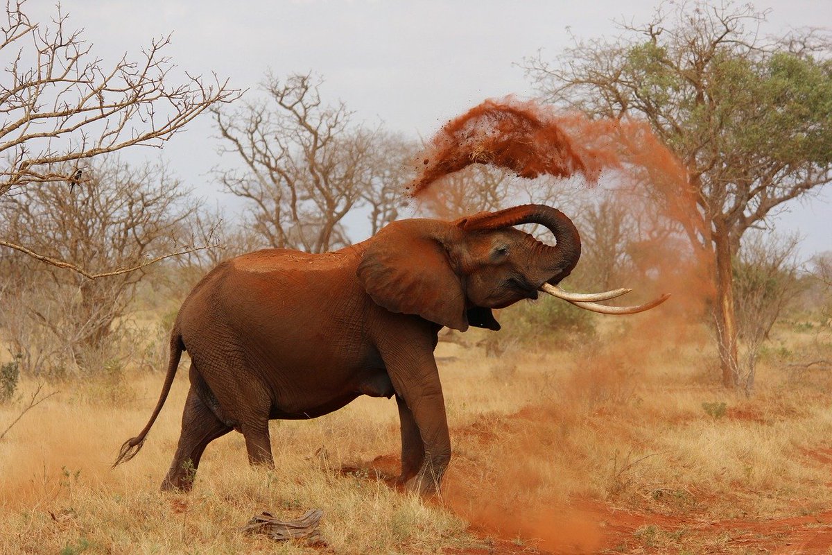 🐘WE DID IT!!!  Thanks to everyone who participated in the first <a href="/binance/">Binance</a> smart chain Liquidity  Drive Event for $ELEPHANT.  Next steps:

Claim you tokens: elephant.money/lde.html
Share your success on social media with friends and family.  Let's grow from here!