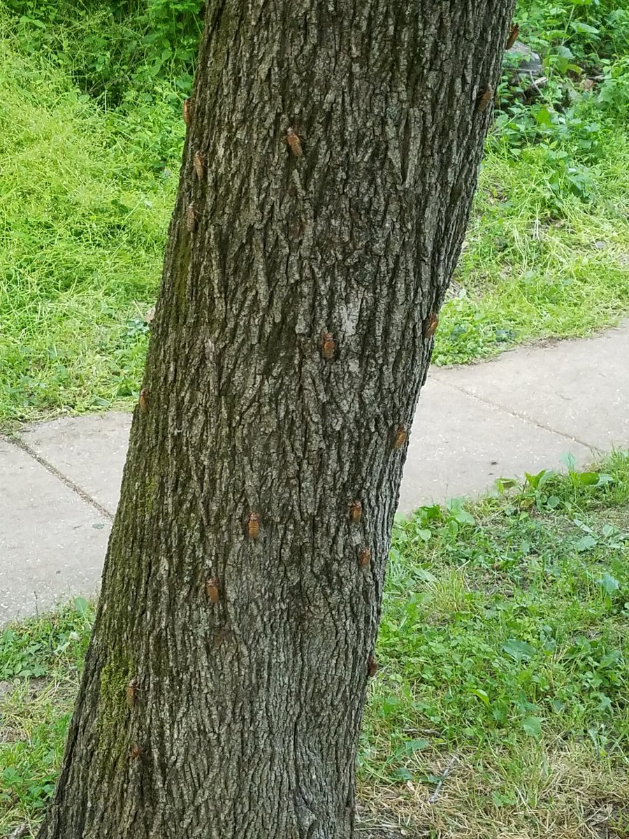 No #cicadas on my block yet but looks like they're holding their pre-conference at this tree around the corner! 

In Columbia, MD, <a href="/capitalweather/">Capital Weather Gang</a>