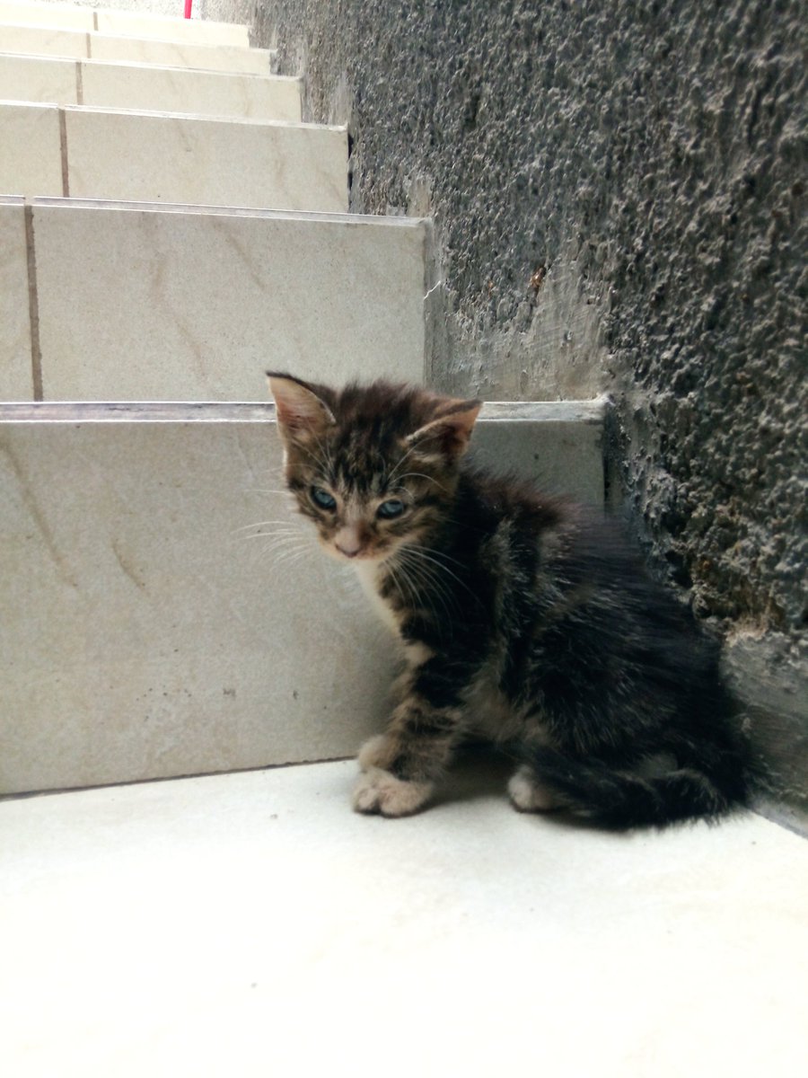 mochfa's tweet photo. Min @infobandung barangkali ada yg mau #freeadopt kitten2 saya, udah kebanyakan slnya, ambil sendiri daerah Stiabudi-Ledeng (Bandung) , makasih min... https://t.co/AYNbIWVl6D