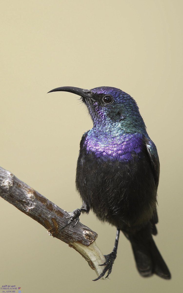 Palestine sunbird التمير الفلسطيني #best_birds_planet #turki_pic #best_wild_planet #kings_birds #planetbirds #best_birds_of_ig #your_best_birds #best_birds_photography #birdphotographersofindia #nuts_about_birds #bird_brilliance #bird #bb_of_ig #nuts_about_birds #eye_spy_birds