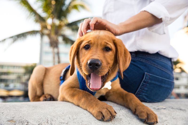 A new survey from <a href="/zillow/">Zillow</a> shows a majority of U.S. dog owners would consider moving to a new home to better accommodate their four-legged friends. We teamed up with <a href="/RoverDotCom/">Rover.com</a> to introduce the list of the Top Emerging Dog-Friendly Cities for 2021. prn.to/3o64h5P
