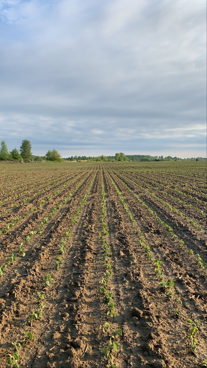 JMCampbellFarms's tweet photo. @ChannelSeed 4020RXF #Snowbeans have taken this weather in stride. I’m sure the @JohnDeere guys love this number but in my book it’s a strike against them. Time will tell if they make the cut @AndyNewell2 https://t.co/H6SJQxiFLY