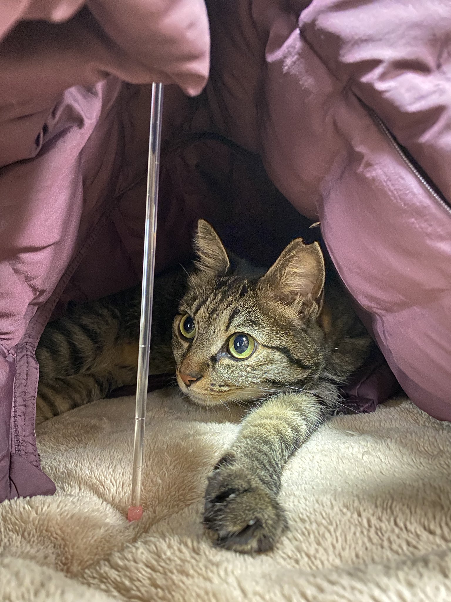 ここをキャンプ地とする ちまエルの珈琲タイム