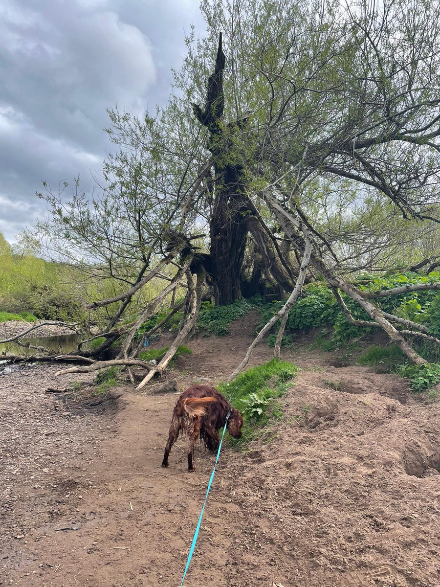 comfy_cards's tweet photo. Monday's walk - I was trying to be really brave and go in the water, even without any waves that chase me, but it's just not for me.🙁😮🙄 I'll stick to digging holes. 🙂🐾🐾🤗 #irishsetters #BarneyTheIrishSetter #BarneyBops https://t.co/DF4xbt8rQc