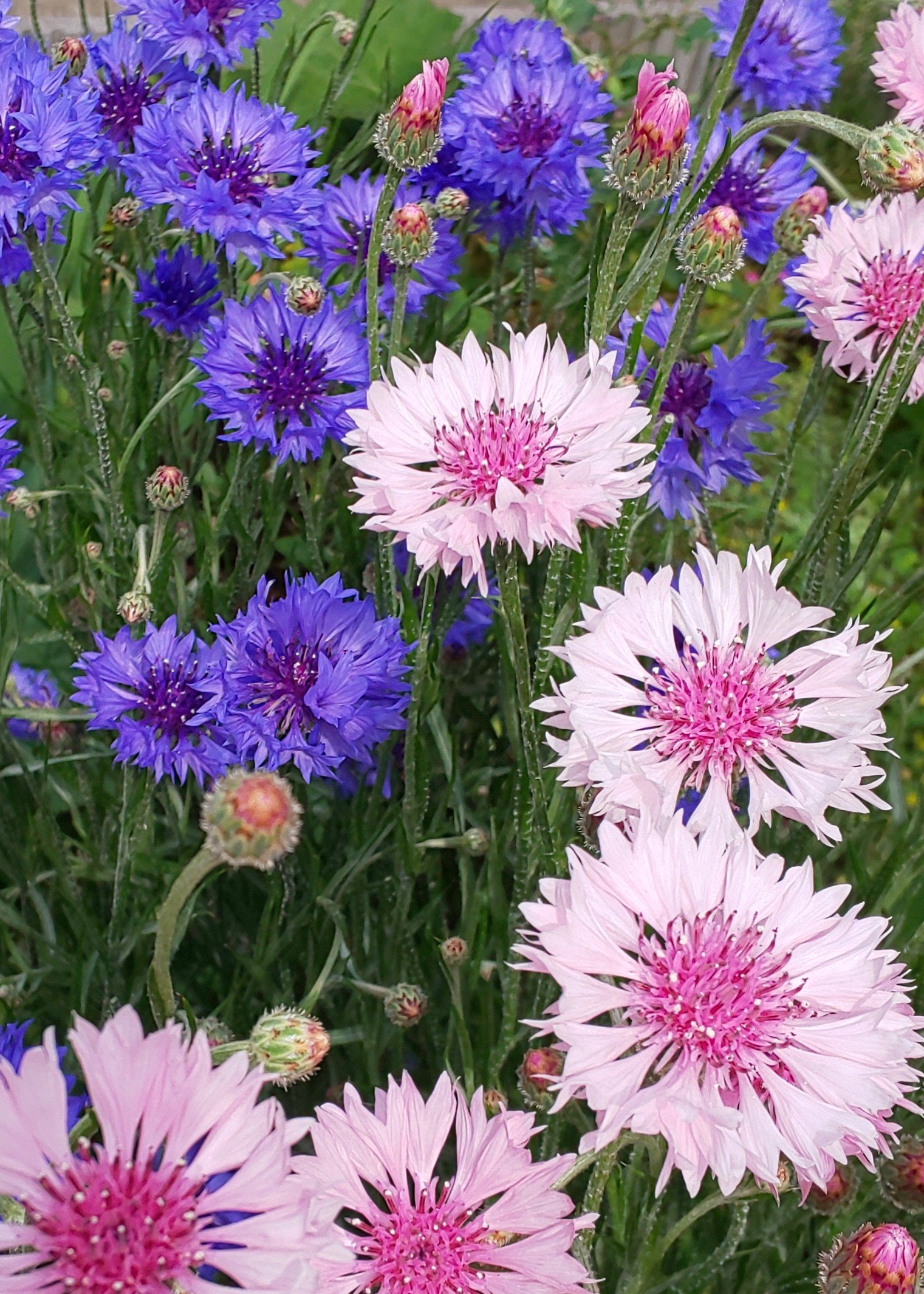 クロマル と ヒカル 花色は咲いてからのお楽しみ とあった矢車草の小さな苗を二つ育てたら 二色綺麗に咲きました ヤグルマギク 矢車菊 ヤグマソウ 矢車草 ムーちゃん広場 小平市 農協 ガーデニング Gardening Mygarden Cornflower