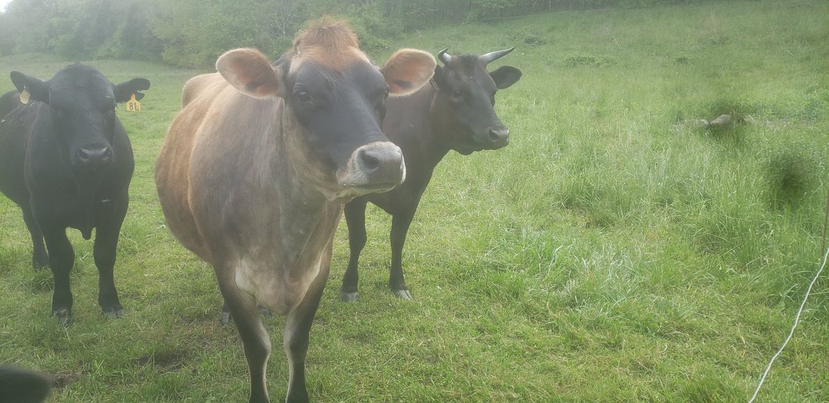 Mike Lewis tweet media