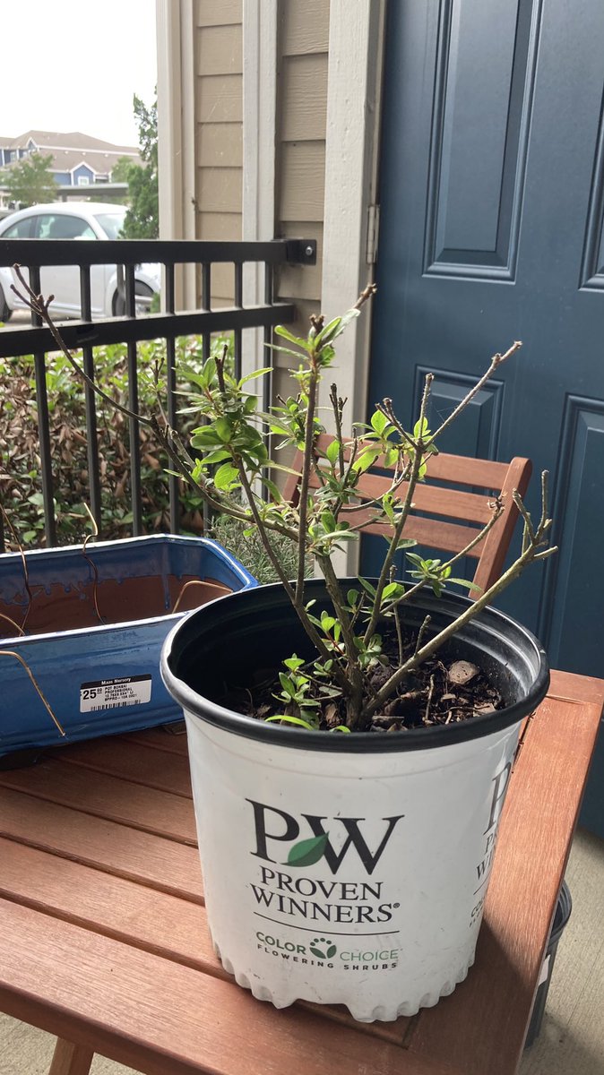 The_Riggest's tweet photo. Made my own Azalea bonsai today! Was so rewarding and can’t wait to get this little guy to grow beautifully.
#bonsai #plant #azalea #garden #gardening #plants https://t.co/r3SGRiaRv4