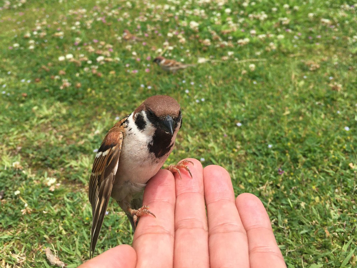 手乗りスズメ Twitter Search